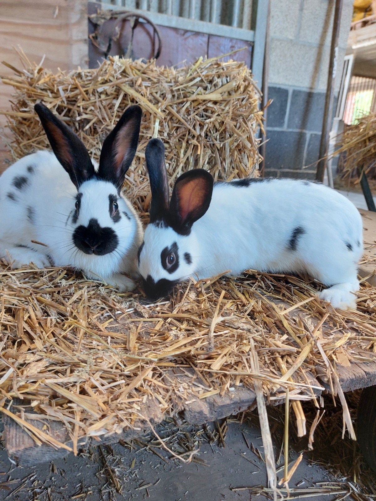 2 mooie vlinder Rammelaars, Dieren en Toebehoren, Konijnen, Mannelijk, Middelgroot, 0 tot 2 jaar