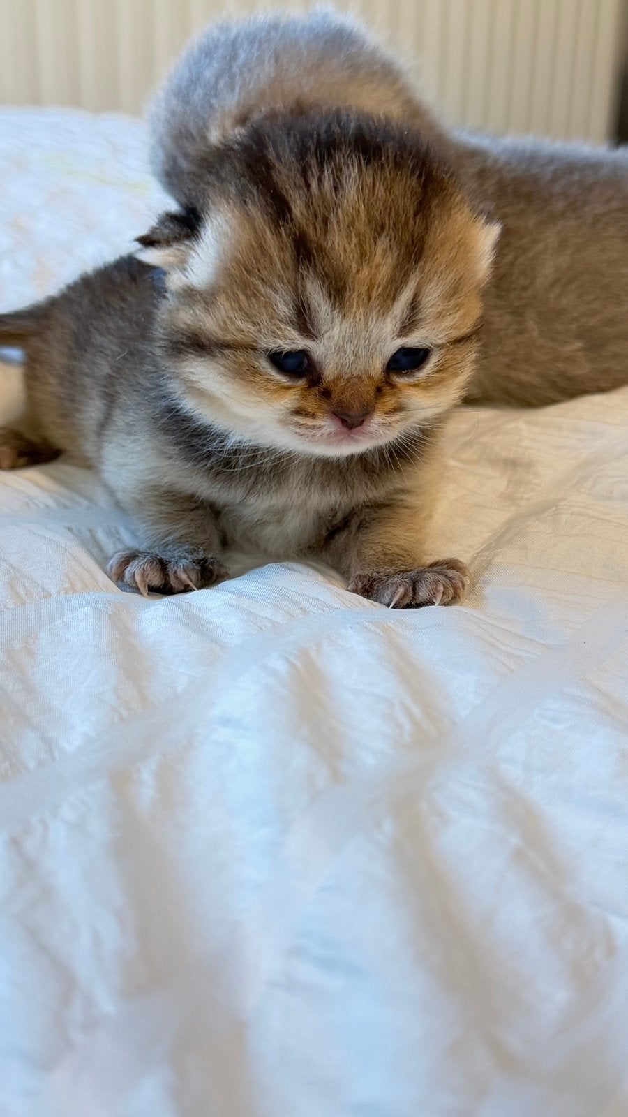 Prachtige Brits korthaar kittens, Meerdere dieren, Gechipt, 0 tot 2 jaar