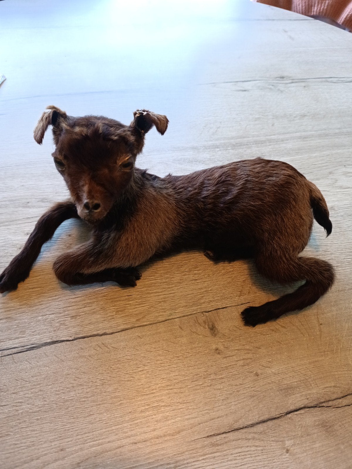 prachtig opgezet geitenlammtje-taxidermie bruin, Ophalen