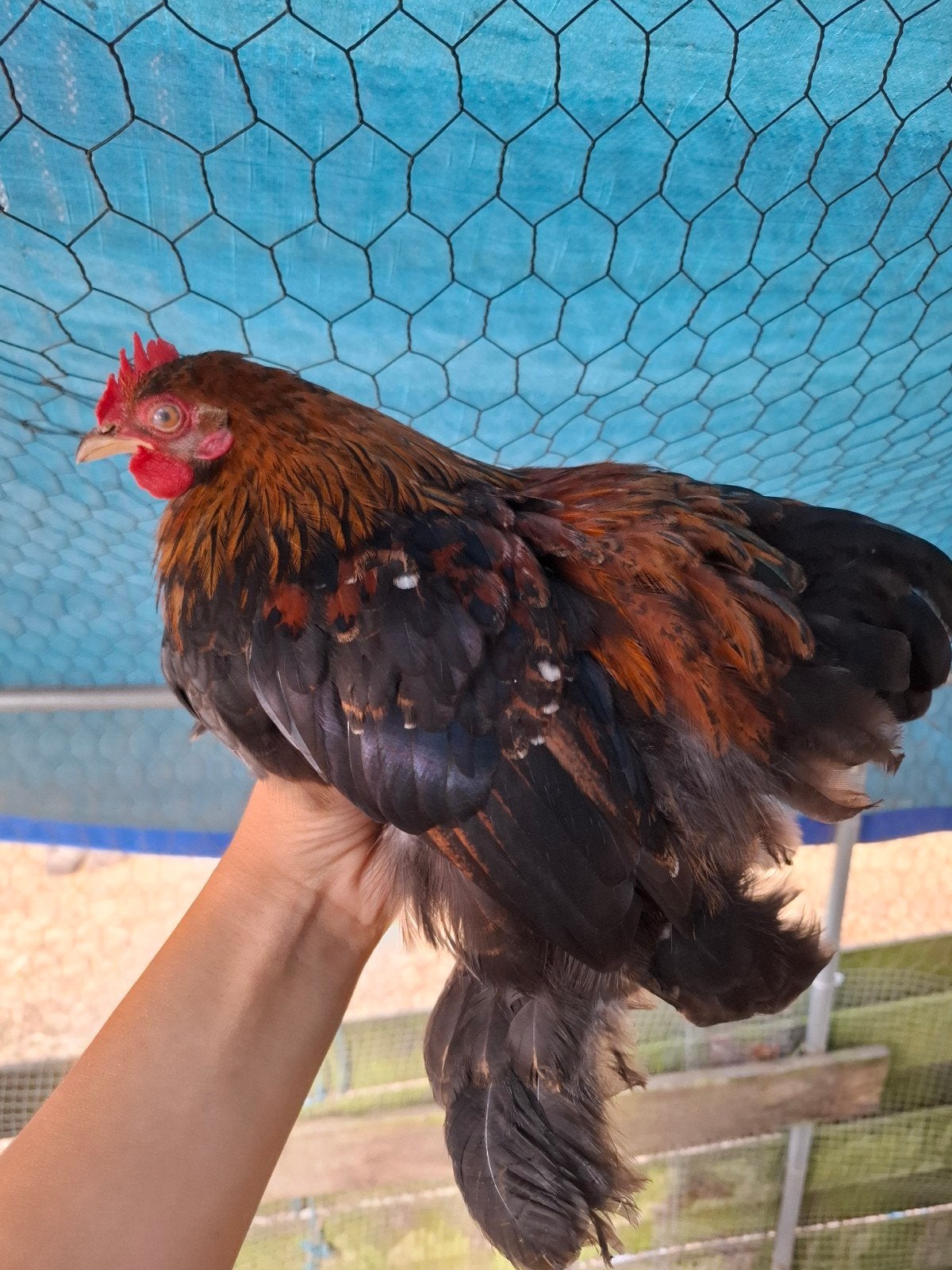 cochin haan, Dieren en Toebehoren, Pluimvee, Mannelijk, Kip