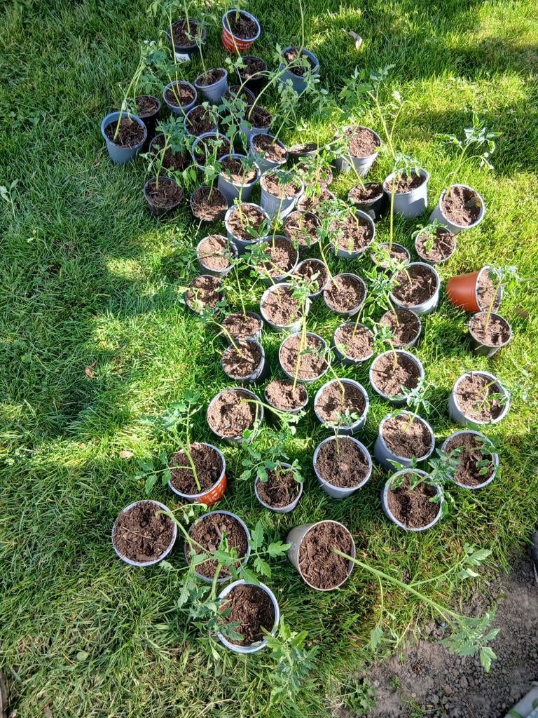 Plante tomate, Enlèvement