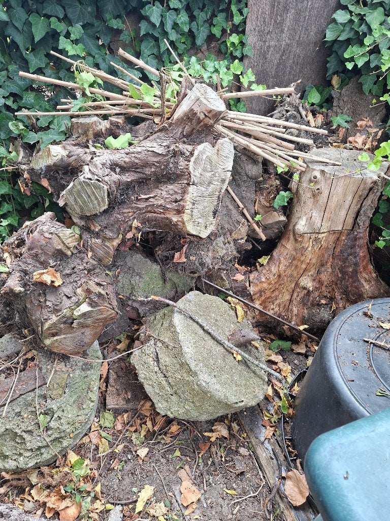 brandhout, Tuin en Terras, Brandhout, Minder dan 3 m³, Ophalen, Overige houtsoorten, Takken