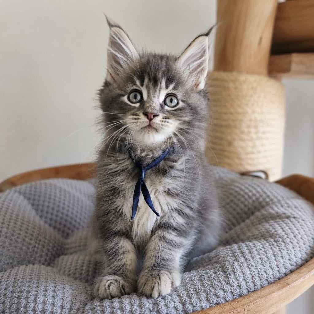 Maine coon xxl kittens met kampioen stamboom Russisch lijn, Dieren en Toebehoren, Katten en Kittens | Raskatten | Langhaar, Meerdere dieren