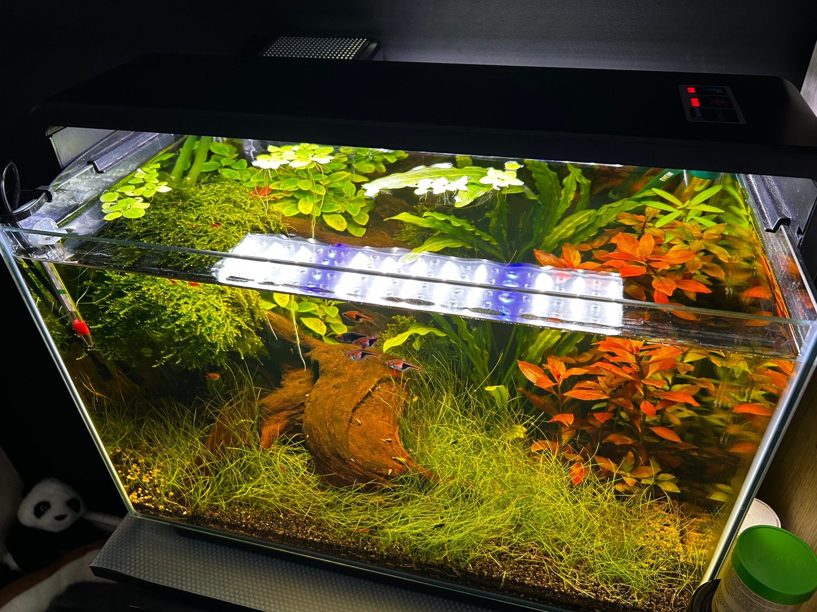 Set aquarium, Ophalen, Inclusief vissen, Zo goed als nieuw, Superfish