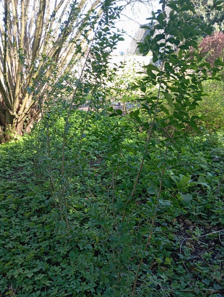 Liguster. Trekt vogels aan, Tuin en Terras, Planten | Struiken en Hagen, Struik, Liguster, Ophalen