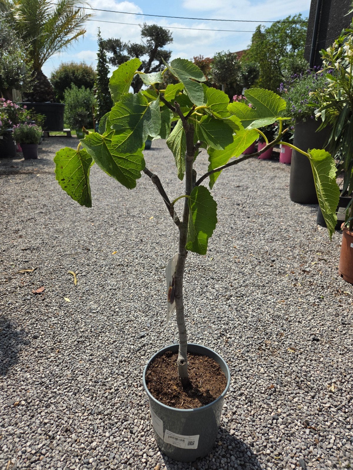 Vijgenboom Ficus Carica, Ophalen, Halfschaduw, Vijgenboom