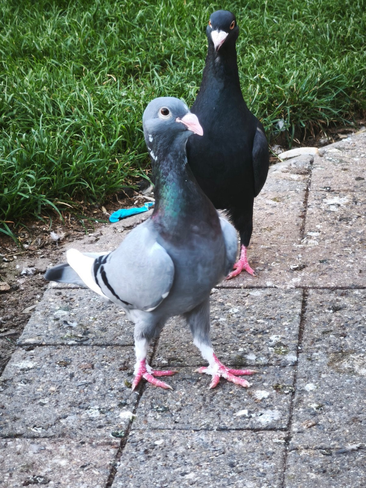 Adana kuşu racing pigeons Adana