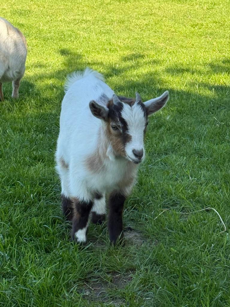 Wit bokje zoekt gouden huisje, Mâle, Chèvre, 0 à 2 ans