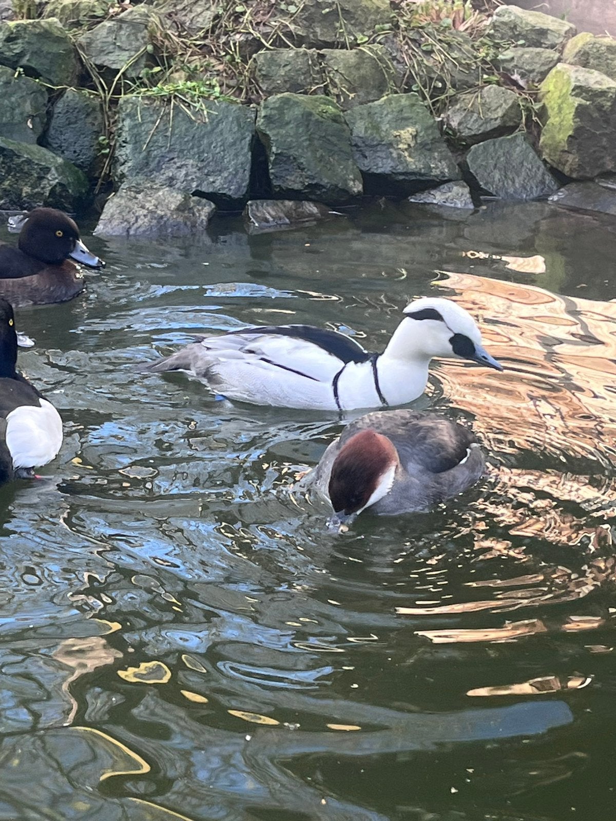 Siereenden, Dieren en Toebehoren, Pluimvee, Meerdere dieren, Eend