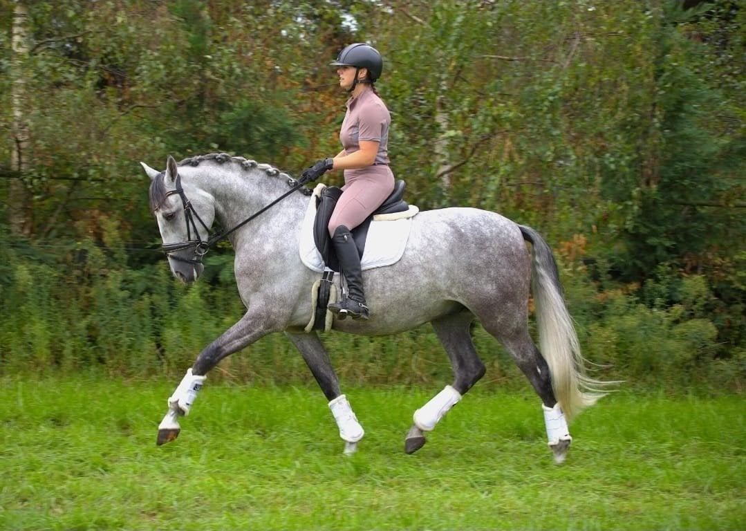 Super lieve pre andalusier ruin, Dieren en Toebehoren, Met stamboom, Ruin, 3 tot 6 jaar, L