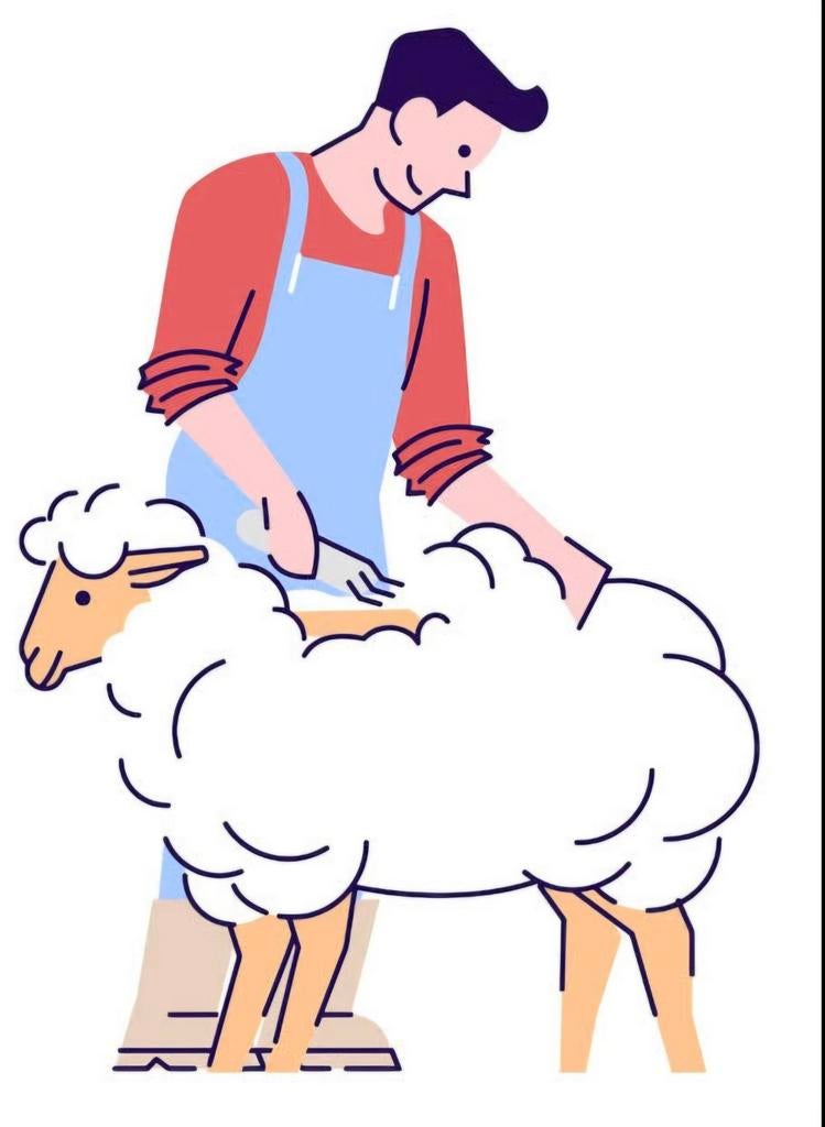 Tonte de moutons, Articles professionnels, Enlèvement