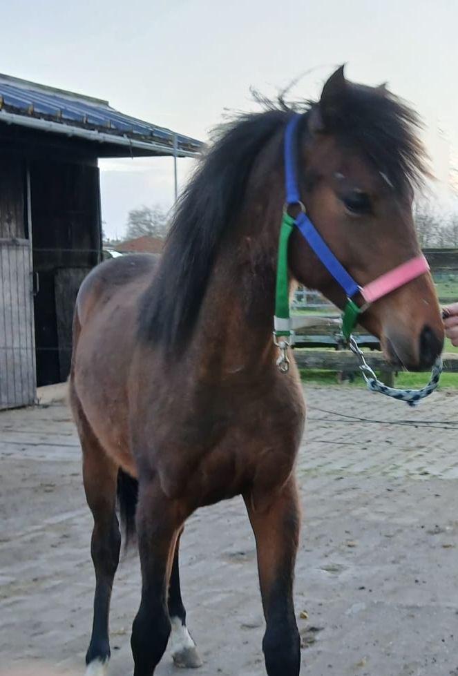 Knappe Welsh jaarling met sportieve afkomst, Avec pedigree, Poney D (1.37 m à 1.48m), Étalon, 0 à 2 ans