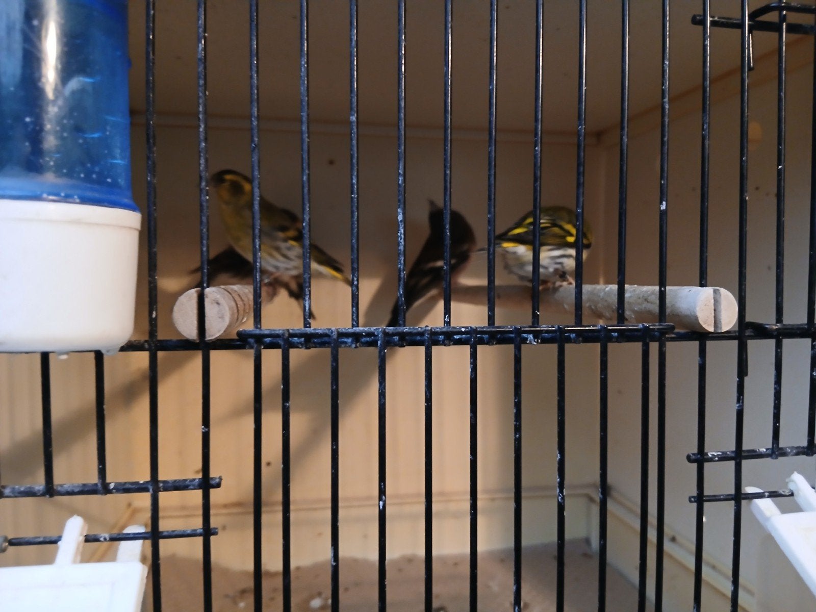 Inlandse geringde vogels.