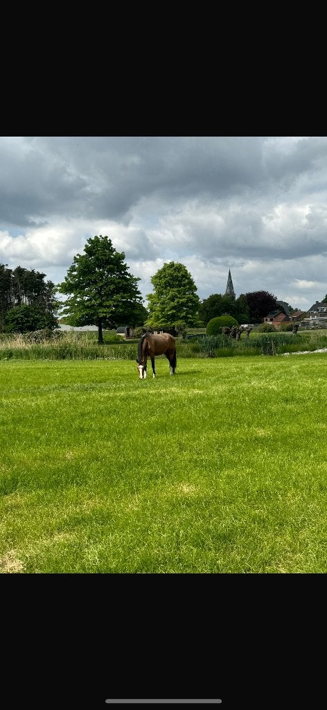 Fokmerrie te koop uit top bloedlijn, Merrie, Springpaard, Met stamboom, Z