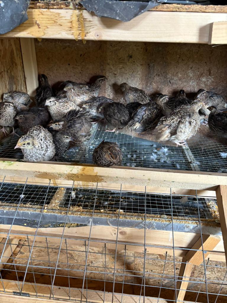 Jumbo kwartles, Meerdere dieren, Overige soorten