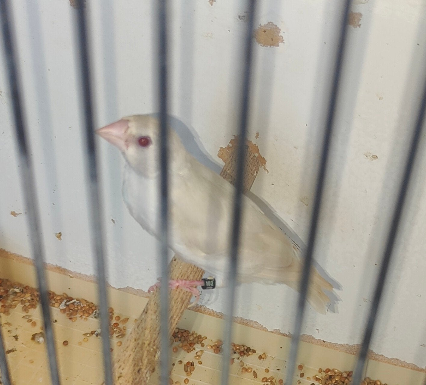 gouldamadine, Dieren en Toebehoren