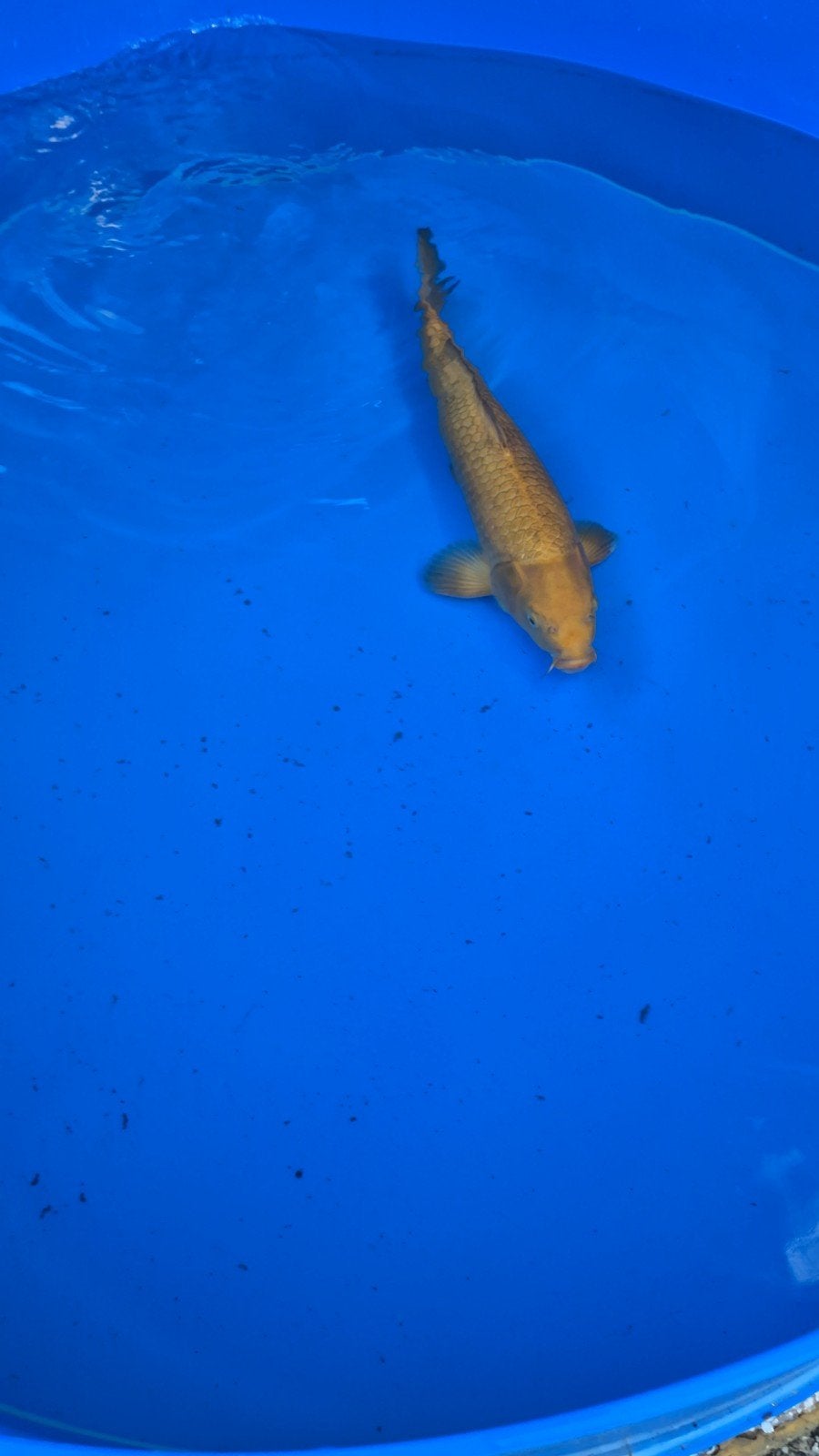 Konishi Karashigoi, +/-55cm, 2e jaar, female, nisai, tam, Dieren en Toebehoren, Vissen | Vijvervissen, Karper of Koi