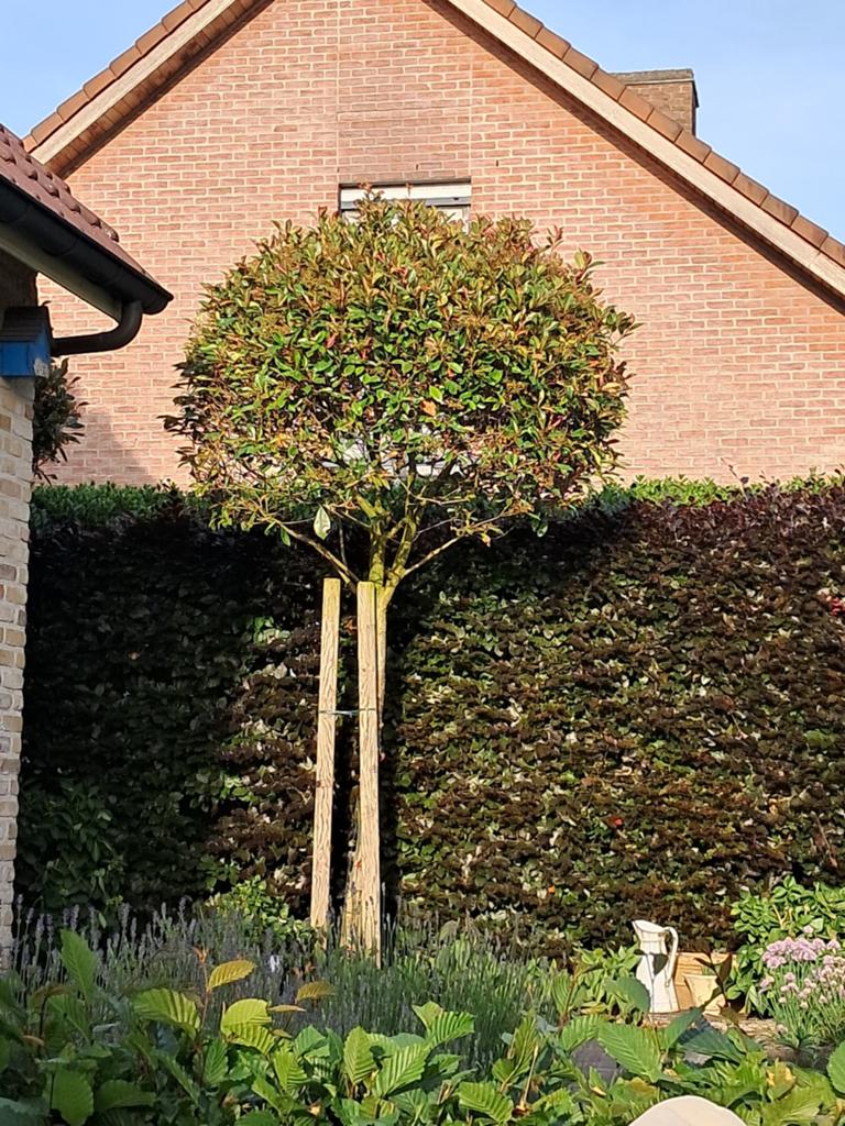 Photinia bolboom 3 stuks ca 4  meter hoog 75 € stuk, Jardin & Terrasse, Enlèvement, Arbre à bulbes, 250 à 400 cm