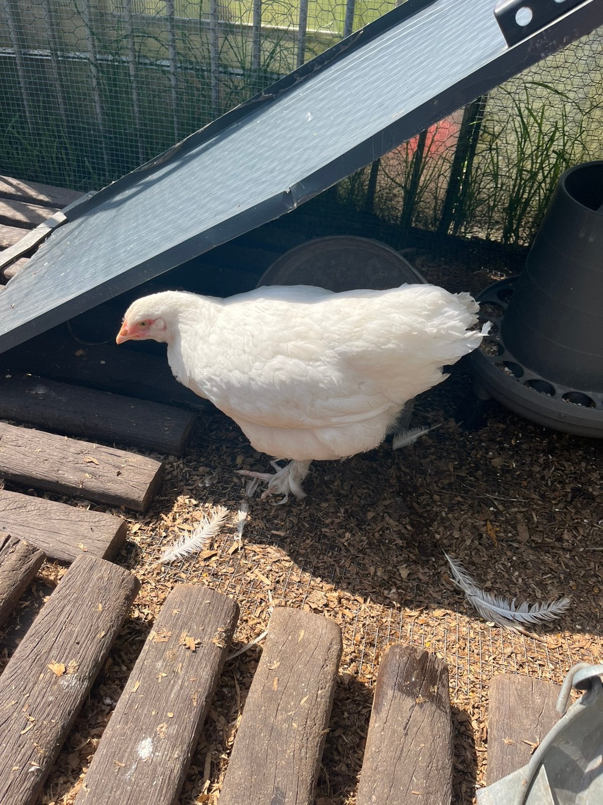 Verwant trio witte mechelse koekoek beschikbaar, Dieren en Toebehoren