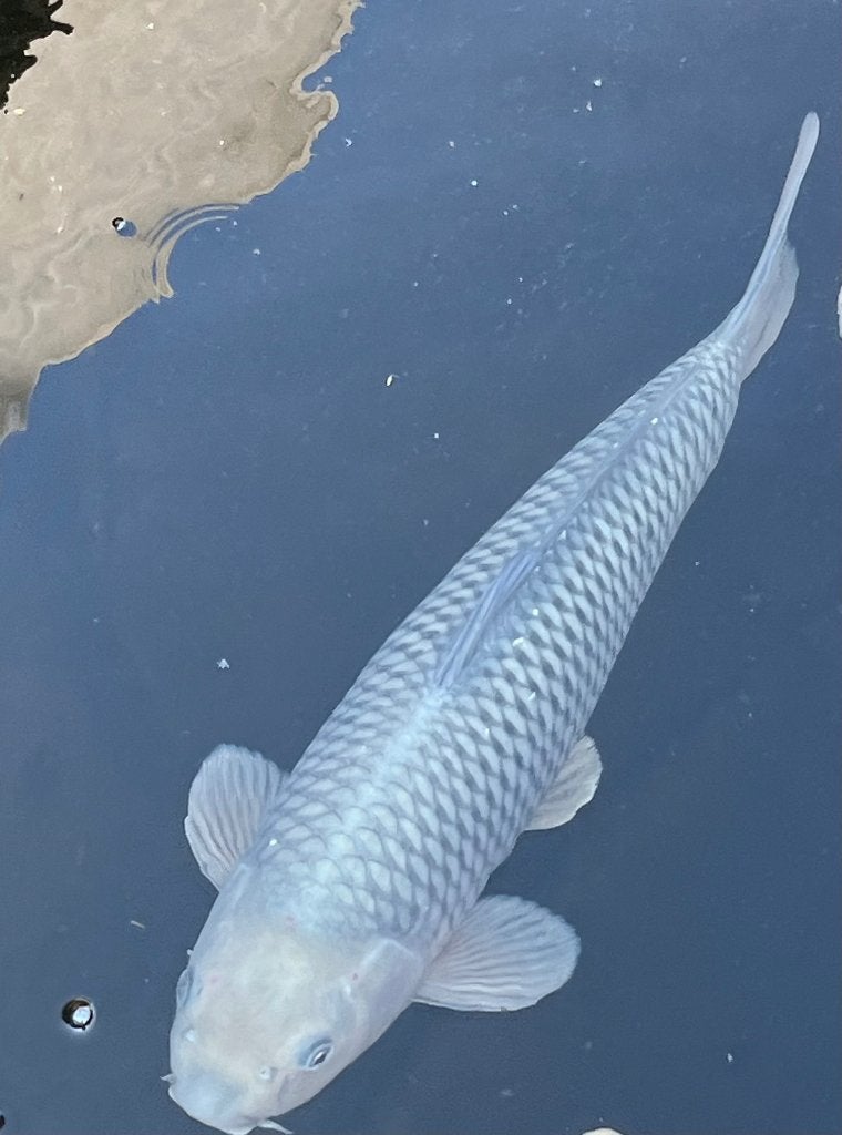 Nisai Chagoi en Soragoi 52-55cm en meer!, Karper of Koi