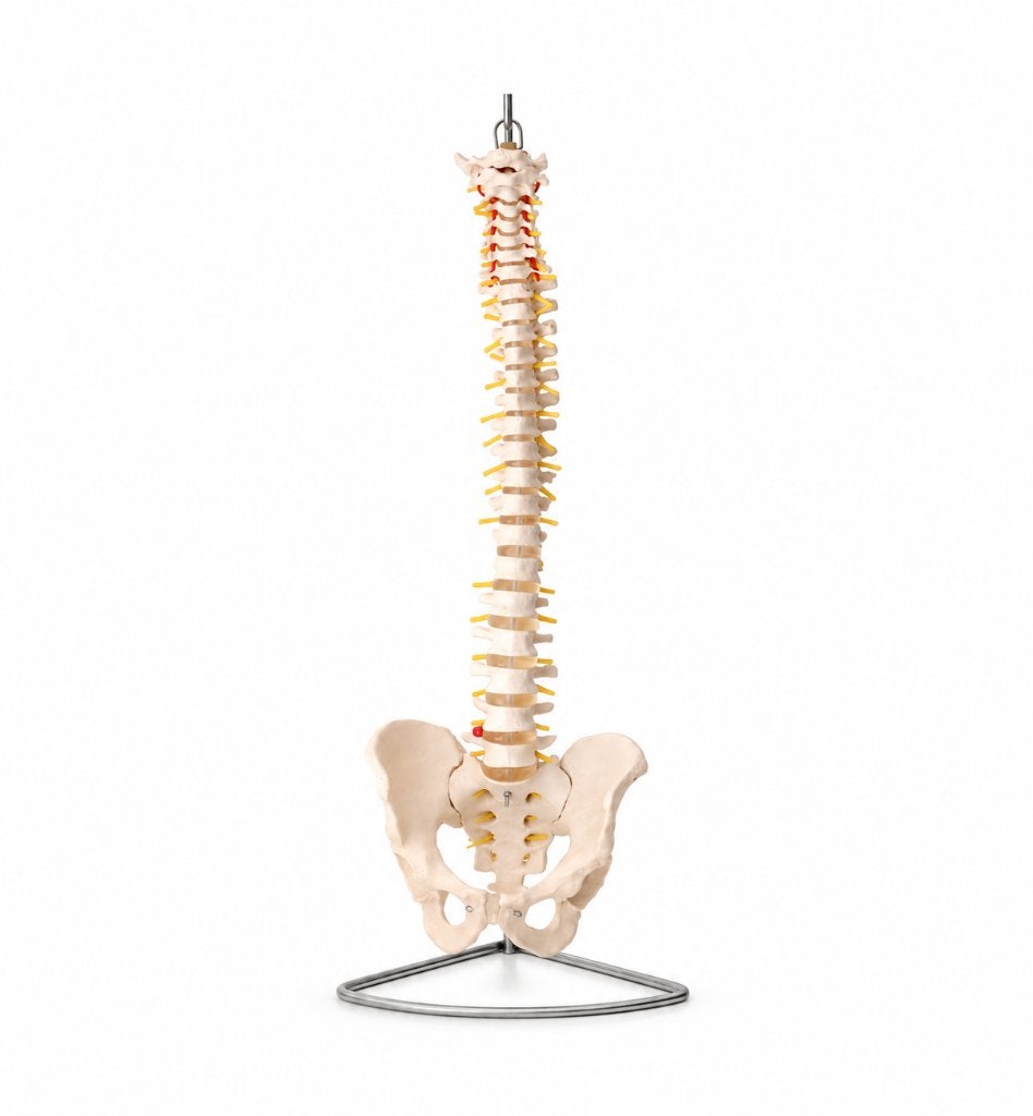 Anatomisch model van een menselijke wervelkolom, Diversen, Ophalen, Zo goed als nieuw