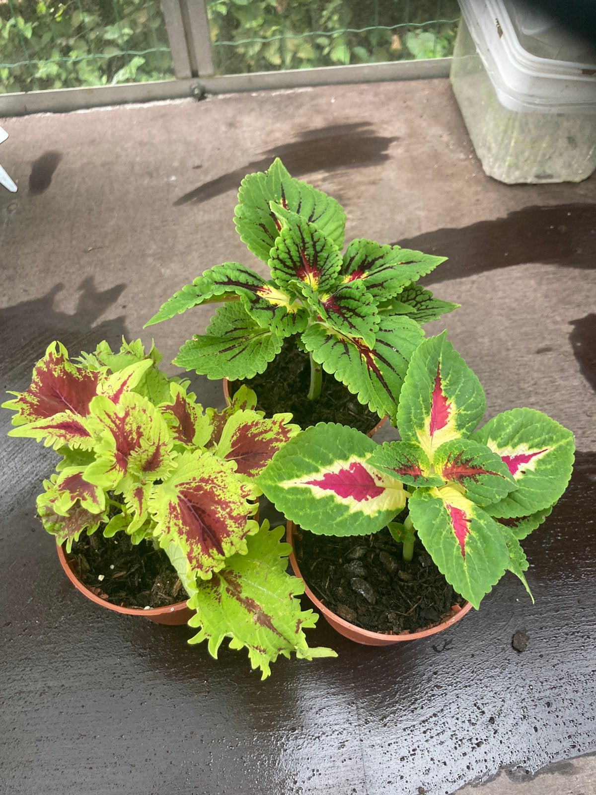 Coleus à vendre., Jardin & Terrasse, Plantes | Jardin, Plein soleil, Bisannuelle, Été, Enlèvement ou Envoi
