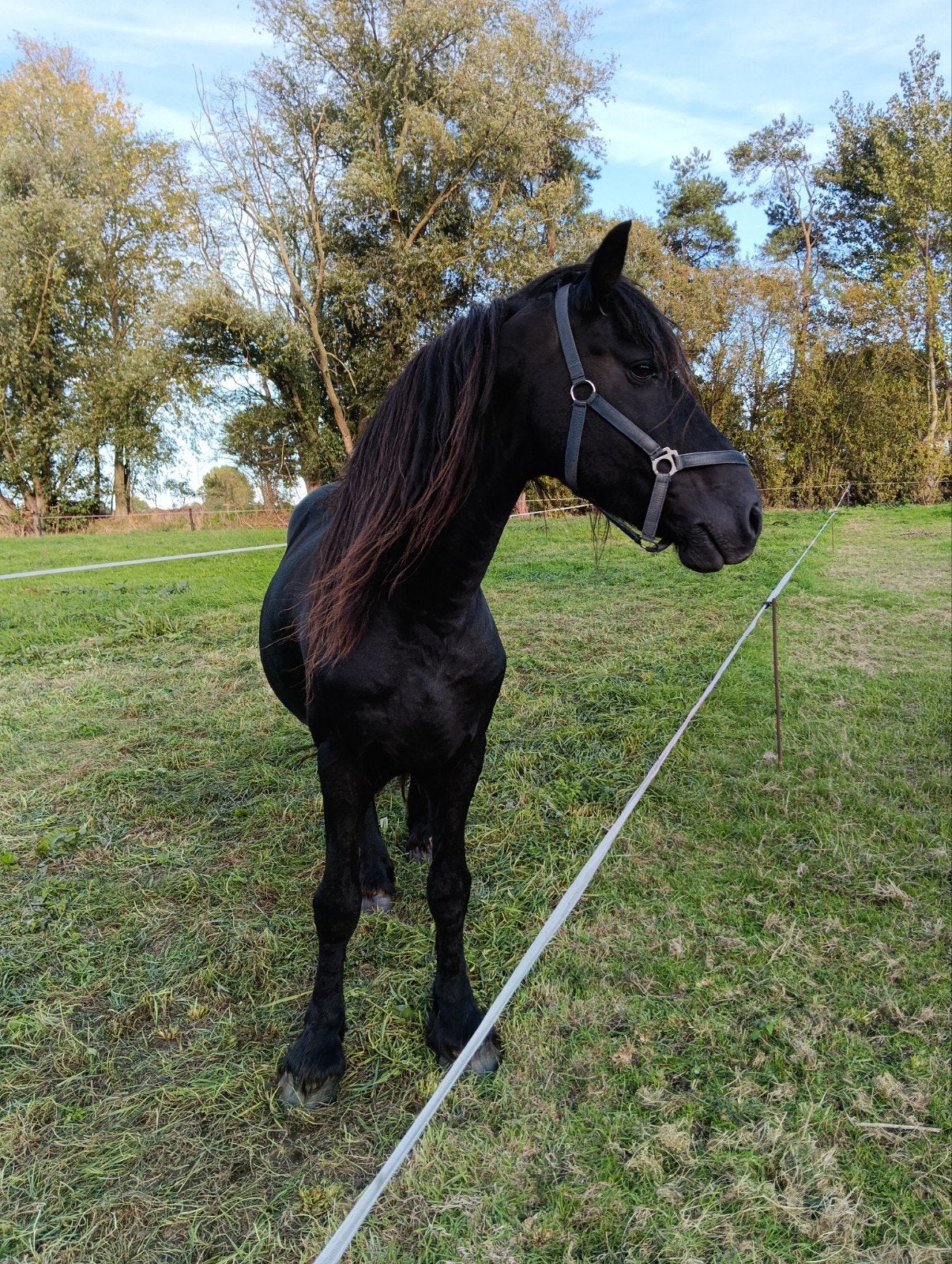 friese hengst is zeer lief, Hengst, Zadelmak, Met stamboom, 11 jaar of ouder