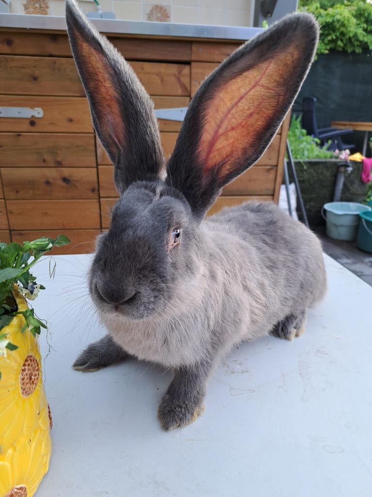 Duitse reus blue sable ram, Dieren en Toebehoren