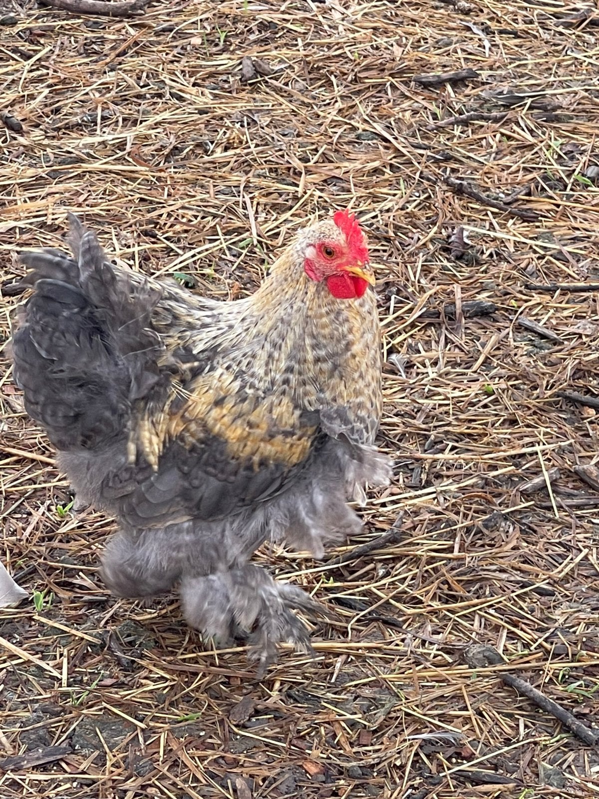 Haantjes, Mâle, Poule ou poulet