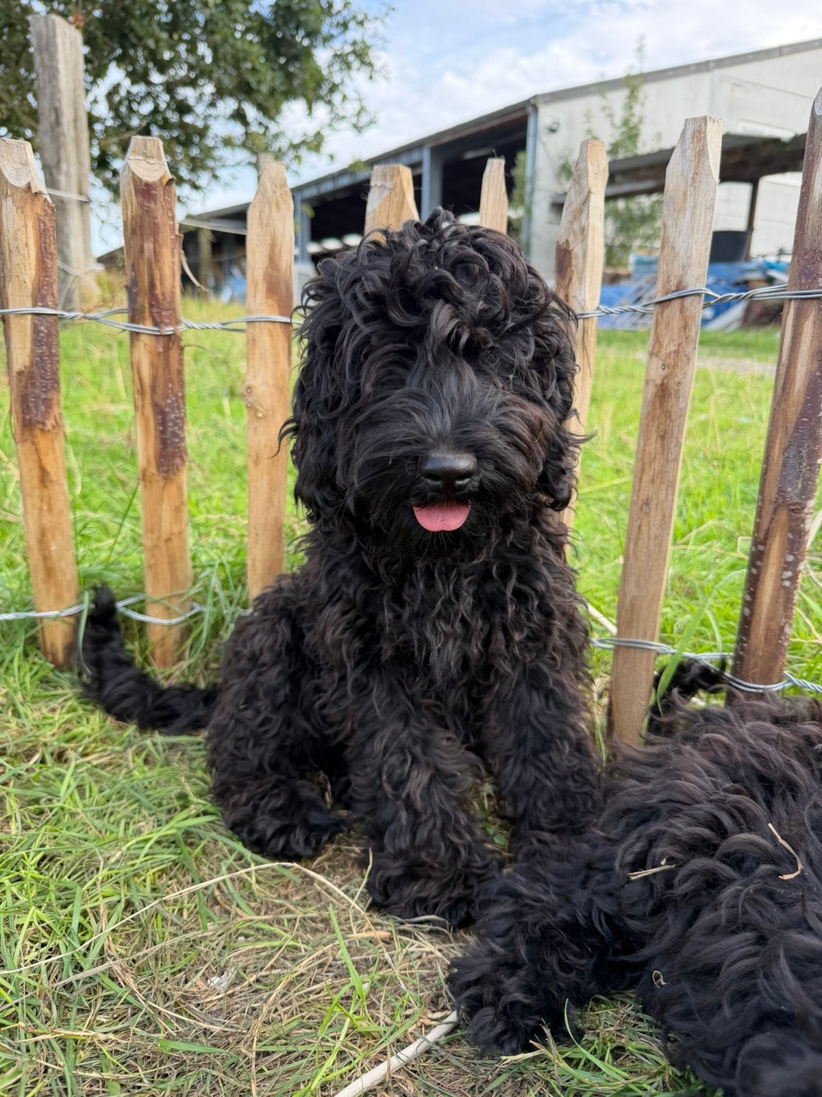 Mooi zwart mini labradoodle!, Animaux & Accessoires, 15 semaines à 1 an, Chien (mâle), Maladie de Carré (chiens), Belgique