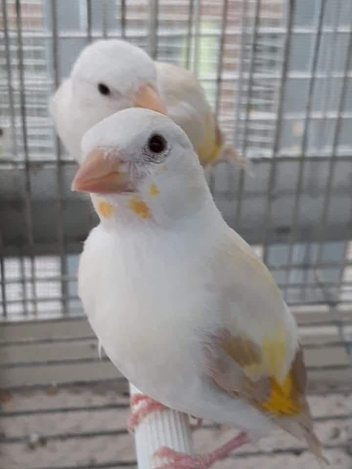 Je cherche une femelle chardonneret tête blanc., Femelle