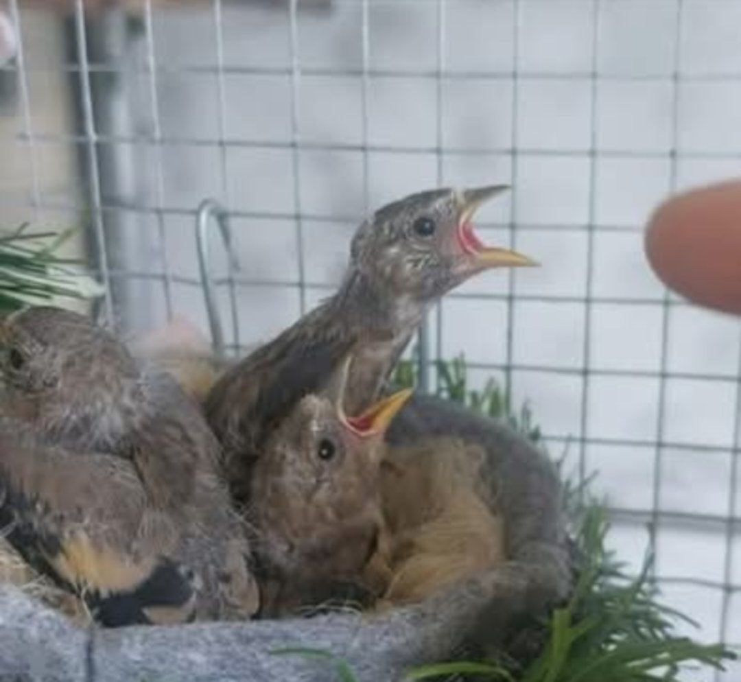 Chardonnerets parva 2026, Dieren en Toebehoren, Vogels | Overige Vogels