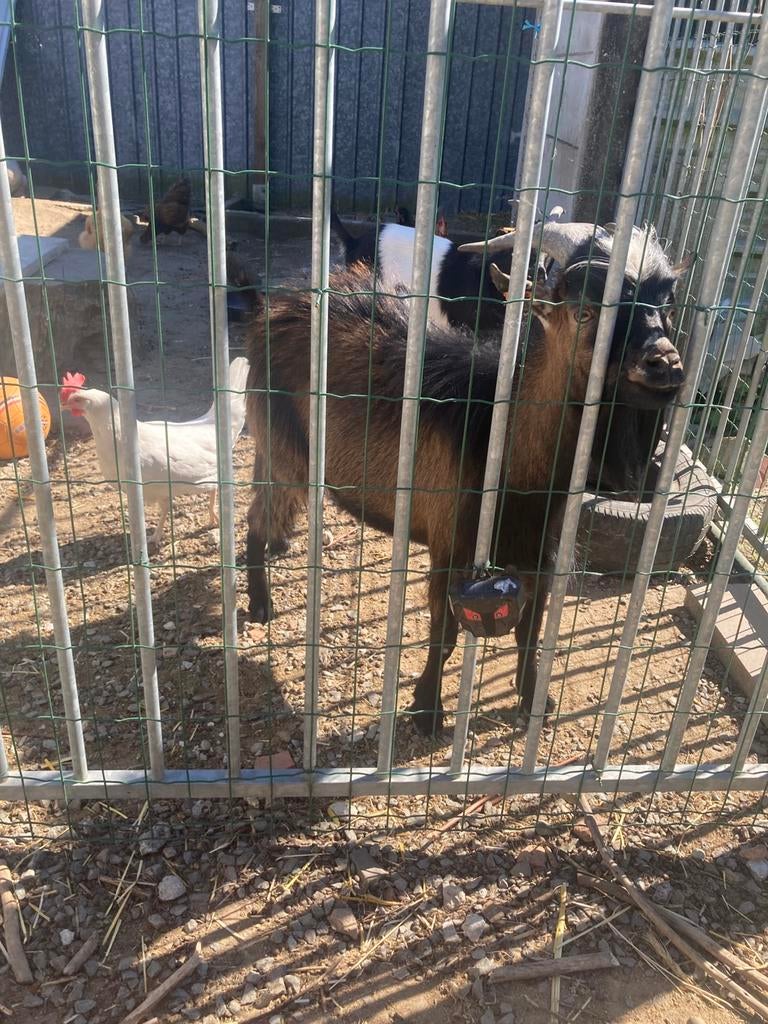 Dwerggeitjes te koop, Mâle, Chèvre, 0 à 2 ans