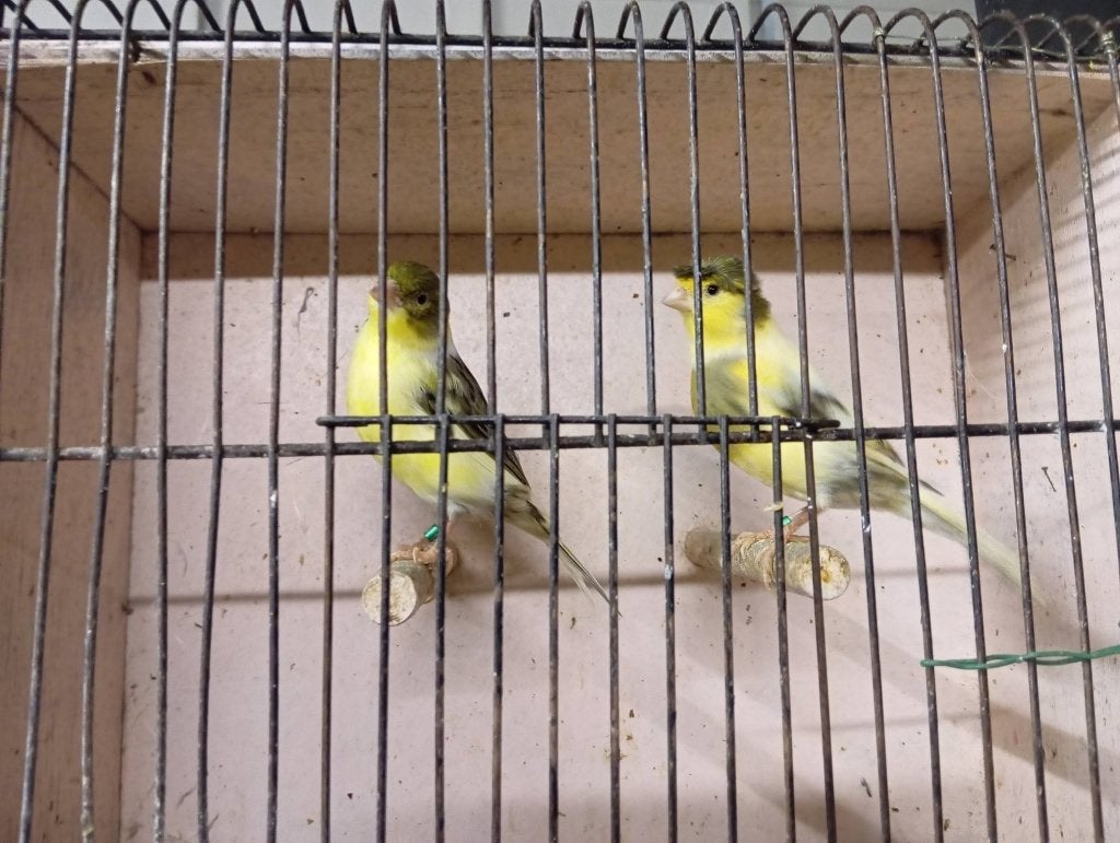 koppel bonte kanaries met kuif 2026 c296-c693, Dieren en Toebehoren