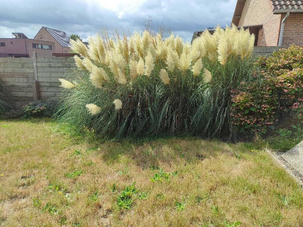 Pampas pluimen, Huis en Inrichting, Woonaccessoires | Droogbloemen, Ophalen, Nieuw