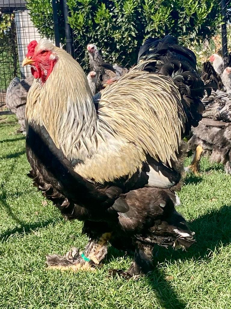 Brahma zilverpatrijs haan, Mannelijk, Kip
