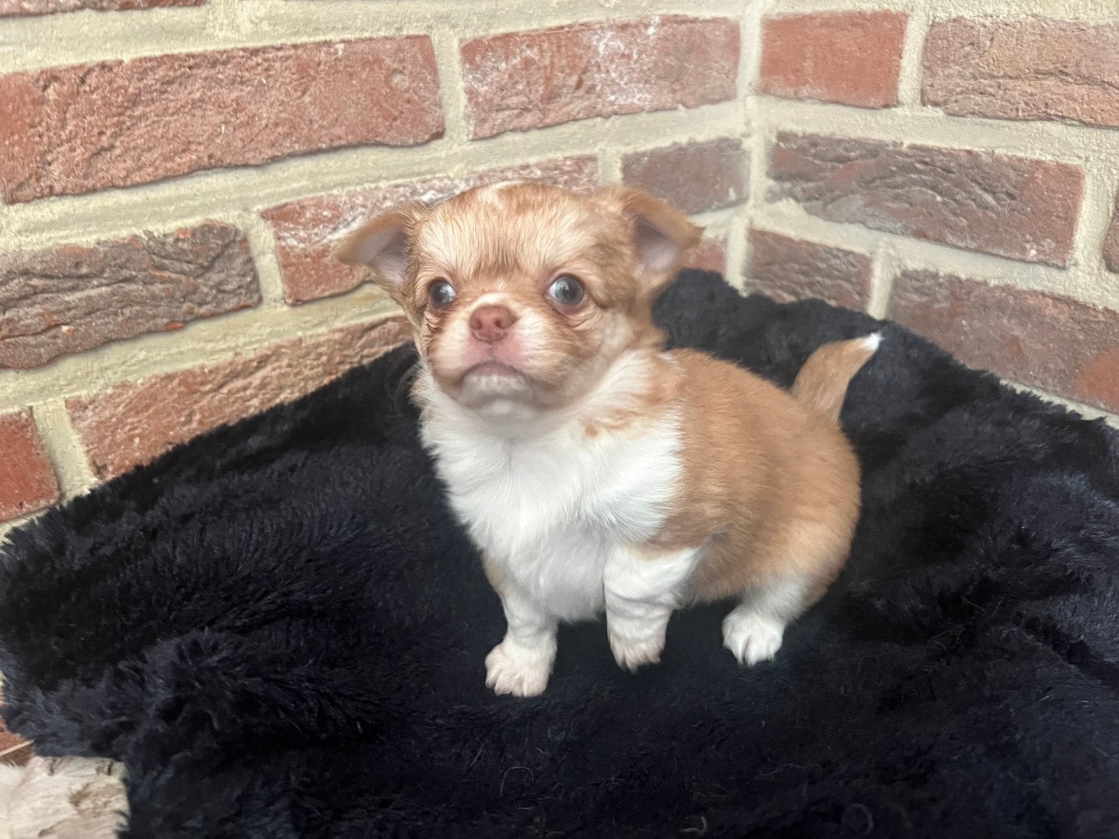 Mooi chihuahua meisje, Dieren en Toebehoren, België, Fokker | Hobbymatig, CDV (hondenziekte), 8 tot 15 weken