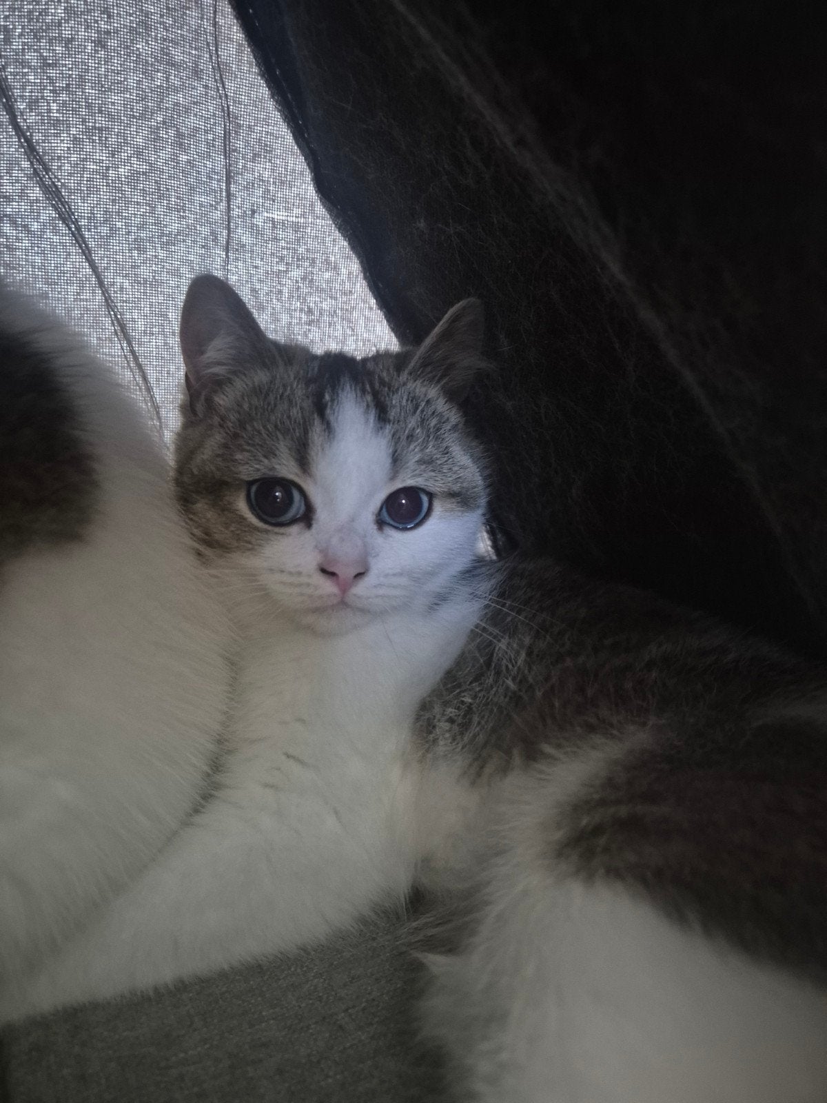 Britse korthaar kittens, Plusieurs animaux, Avec puce électronique, 0 à 2 ans