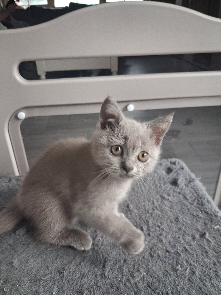 Britse korthaar, Kater, Gechipt, 0 tot 2 jaar