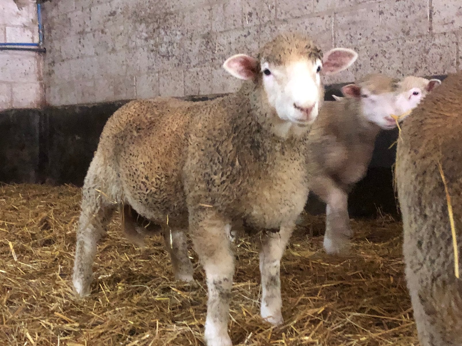 Poll dorset lammeren, Mannelijk, Schaap, 0 tot 2 jaar