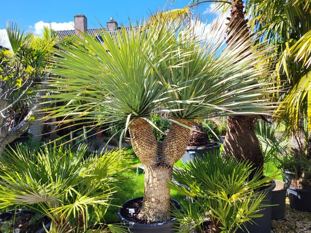 Yucca rostrata met dikke vertakte stam., Ophalen