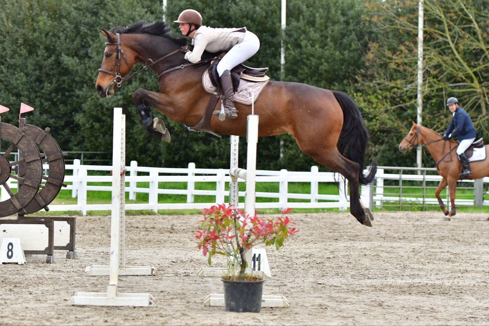 Getalenteerde 11-jarige sportmerrie, ZZ, 11 ans ou plus, Avec pedigree, 165 à 170 cm