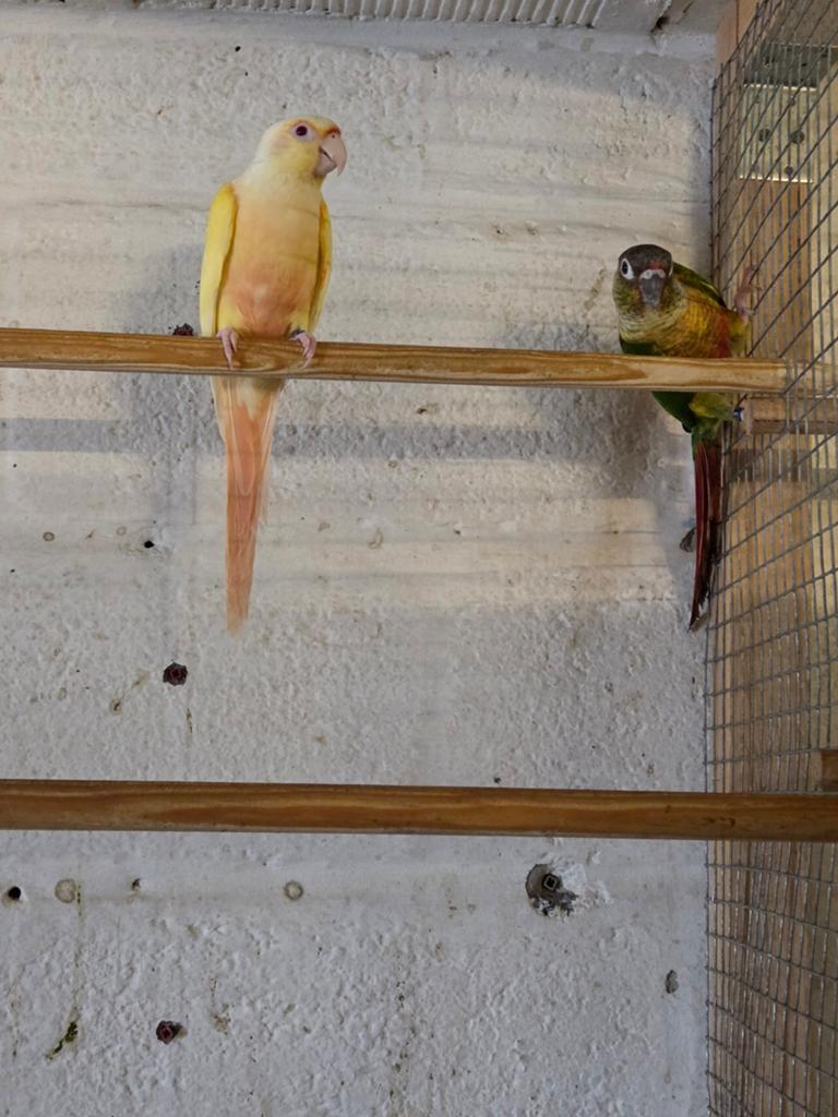 Koppel pyrrhura, Meerdere dieren, Parkiet, Geringd