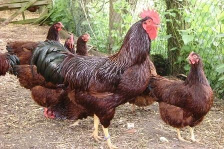 Broedeieren Rhode Island Red, Geslacht onbekend, Kip
