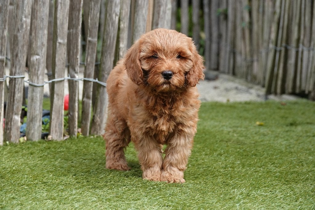 Magnifiques chiots Mini Labradoodle abricot (parents testés), Maladie de Carré (chiens), Autres races, Plusieurs, Belgique