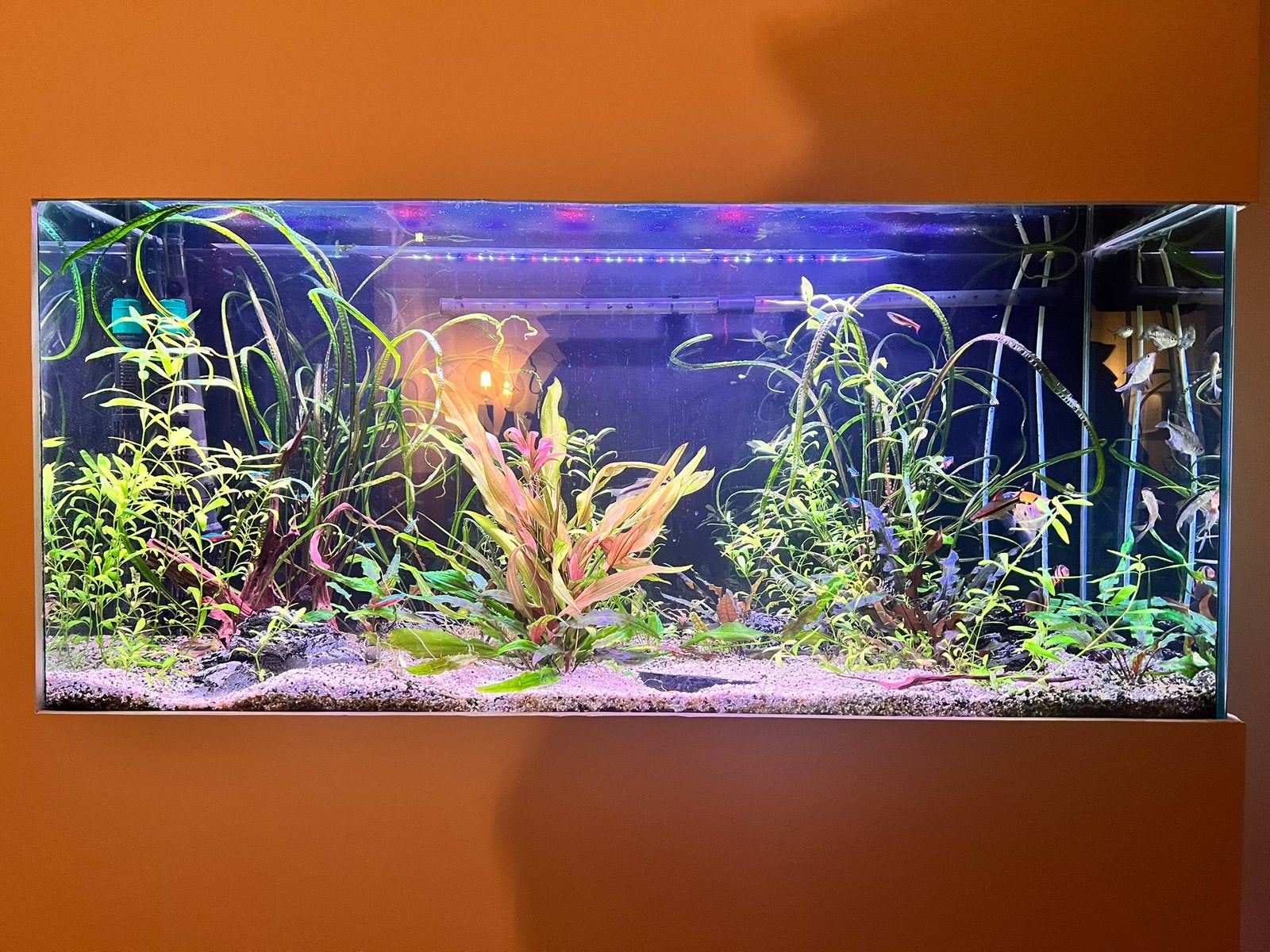 Compleet aquarium met hoogwaardige apparatuur, Dieren en Toebehoren, Vissen | Aquaria en Toebehoren, Zo goed als nieuw, Filter