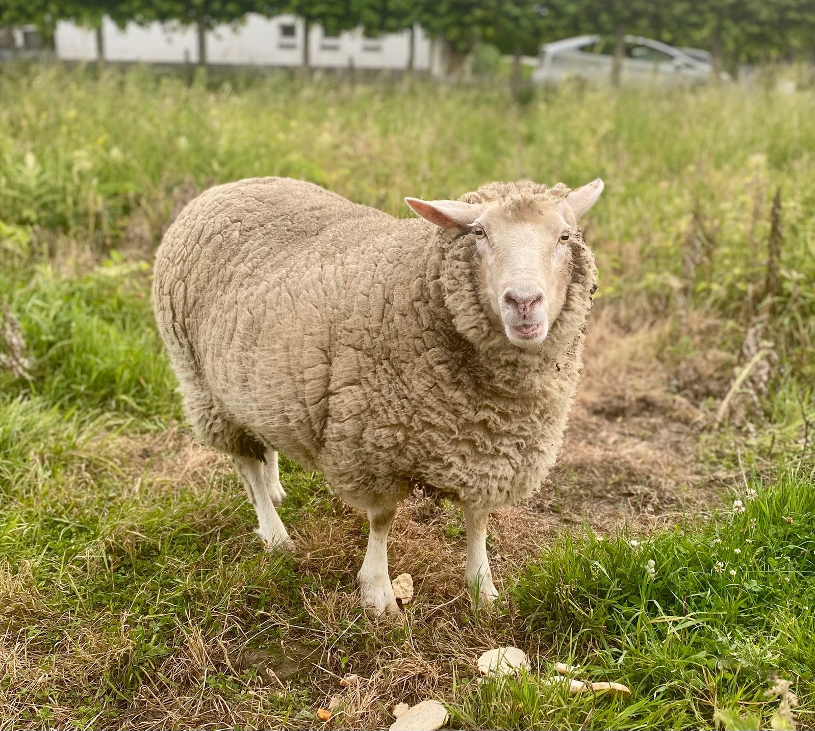 Mouton brebis a vendre, Animaux & Accessoires, Moutons, Chèvres & Cochons, Mouton