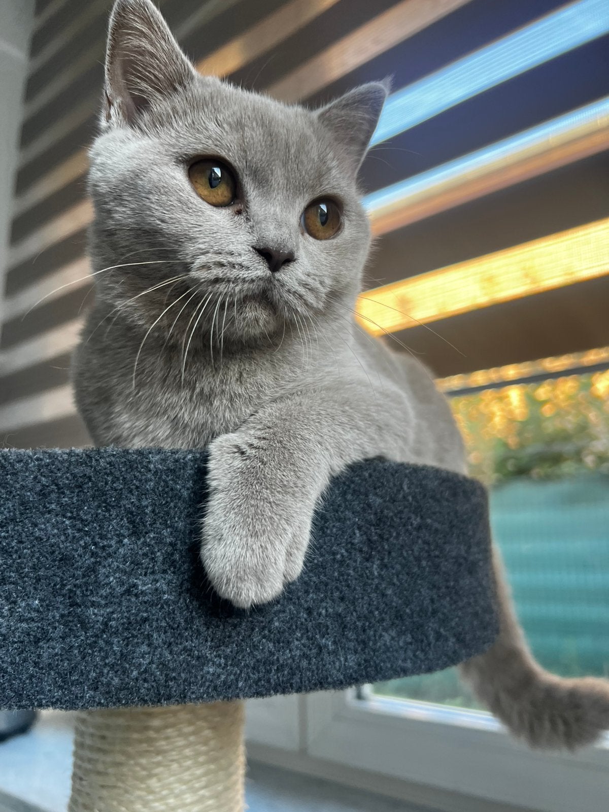Britse Korthaar Kittens – vertrekklaar, Animaux & Accessoires, Chat, Avec puce électronique, 0 à 2 ans