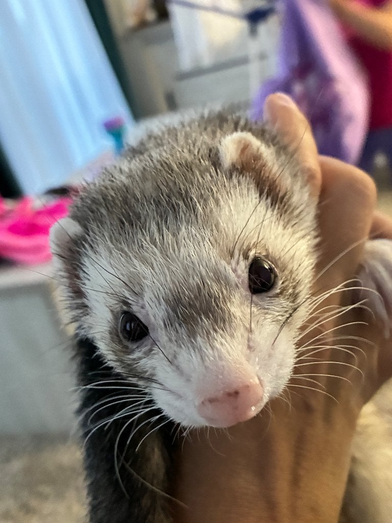 Fretten, Animaux & Accessoires, Rongeurs, Mai, Plusieurs animaux, Furet