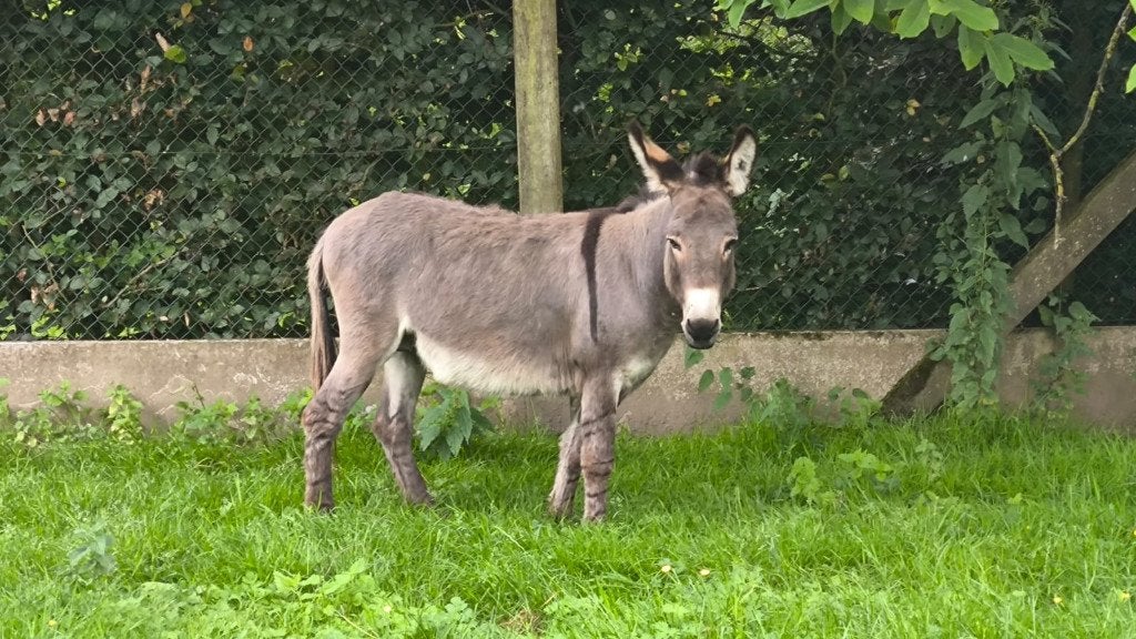 âne, Animaux & Accessoires, Enlèvement